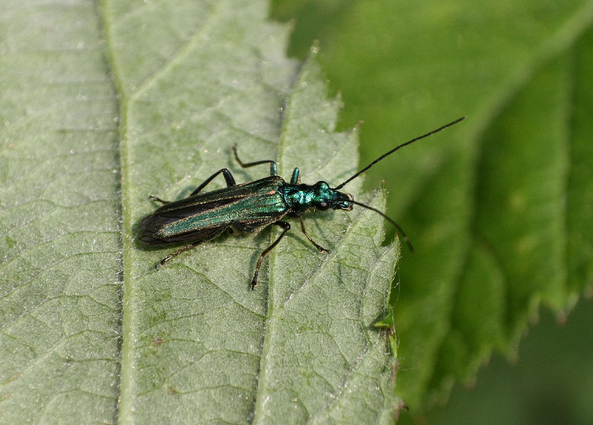 Agapanthia? - No. Oedemera nobilis - (Oedemeridae)
